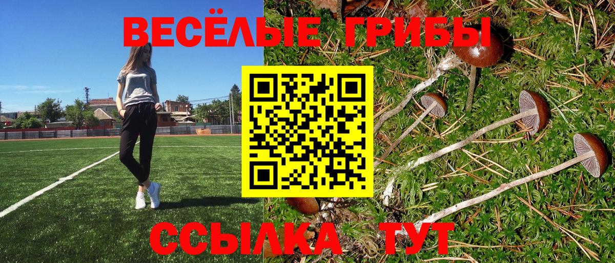 Псилоцибиновые грибы Psilocybe  Барнаул  Псилоцибиновые грибы прущие грибы 